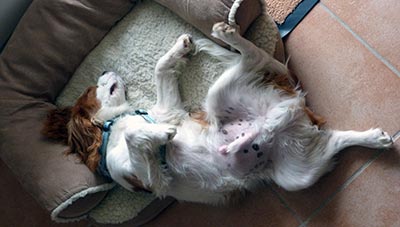 schlaf gut Charly ....