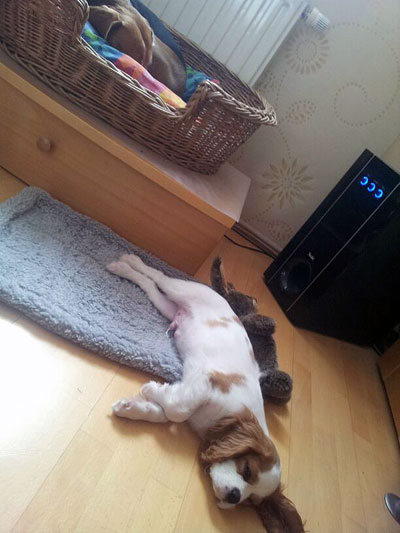 charly bei tinkerbell schlafend