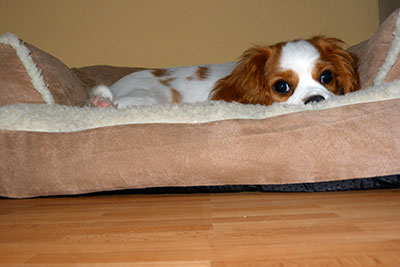 Charly auf der couch